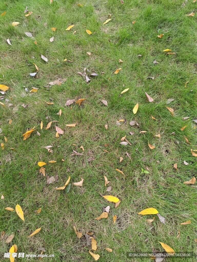 草地上散落的黄色叶片