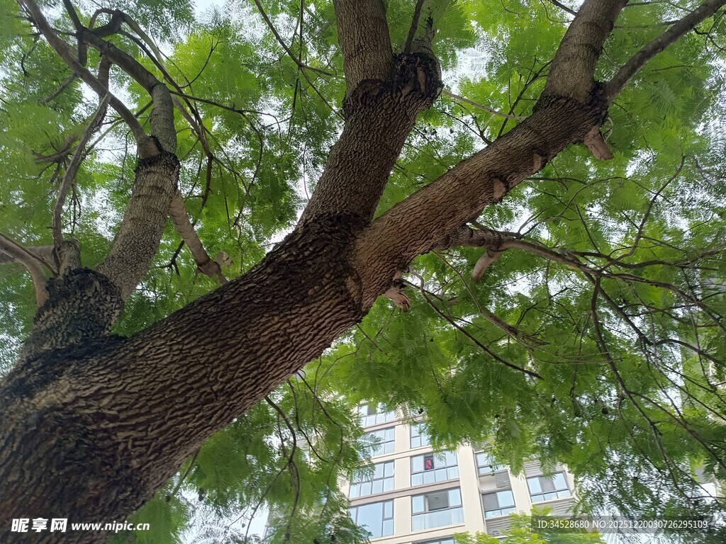 繁茂大树下的城市风景