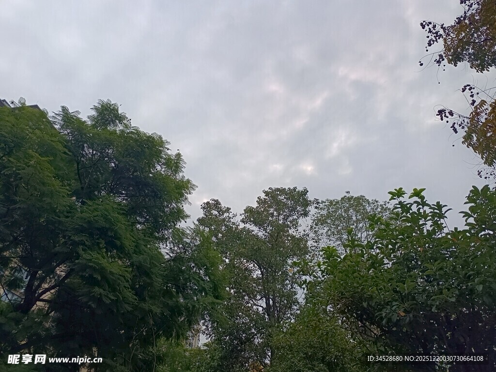 林间树梢上的朦胧天空