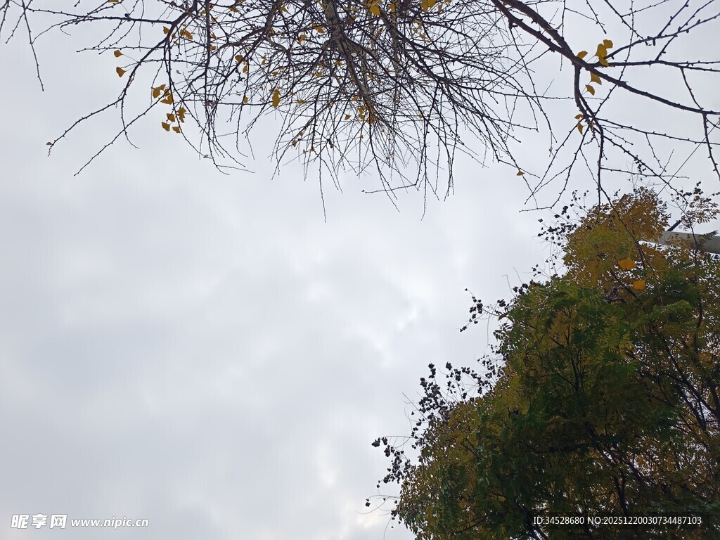 仰视树枝与天空景象