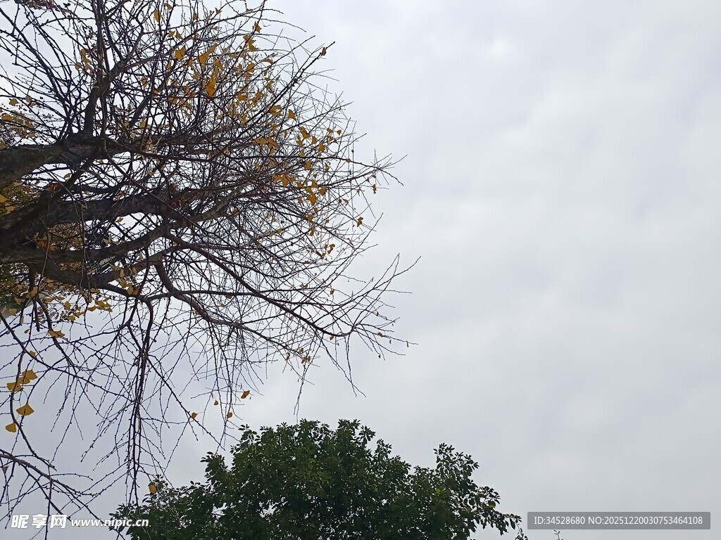 枯树与绿树的天空景象