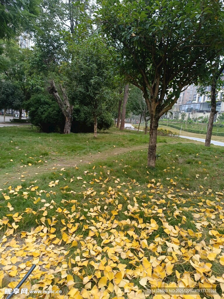 秋日草地落叶美景