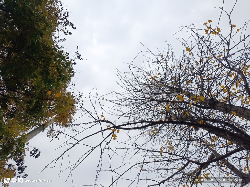 秋日光秃树枝与绿植景观