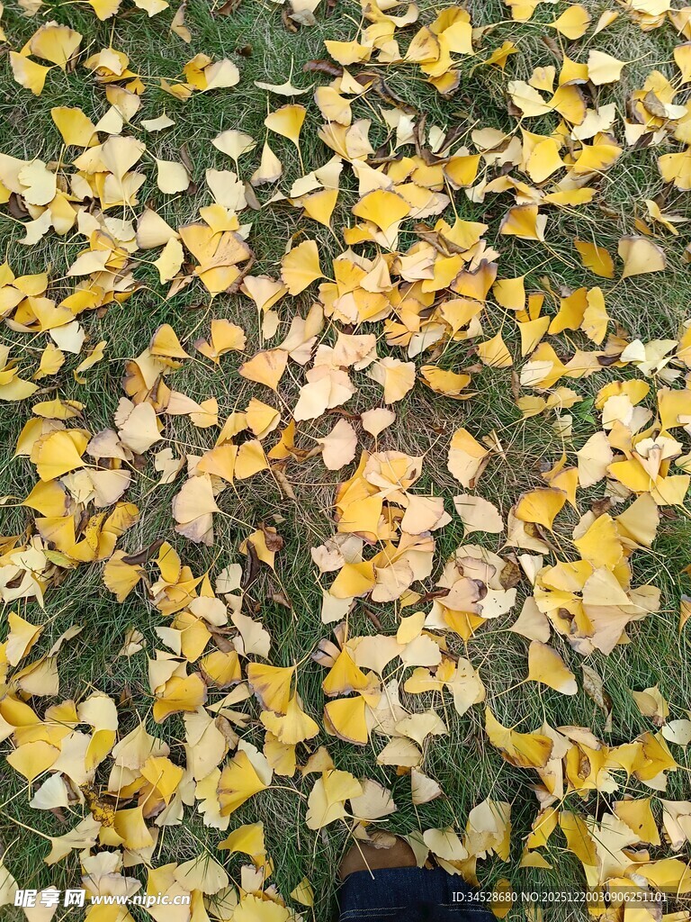 金黄落叶铺满地面美景