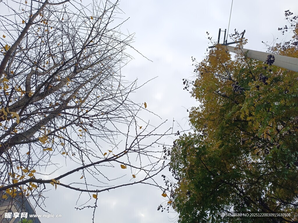 冬日枯树与绿树对比景象