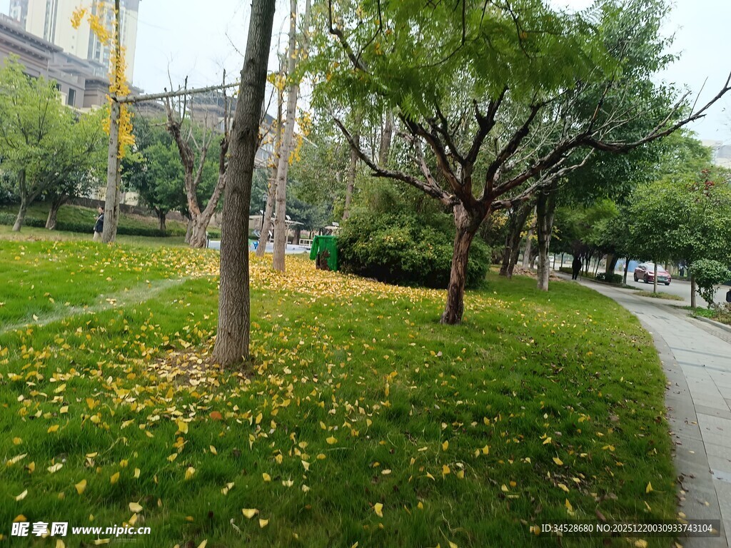 秋日公园小径与落叶景致