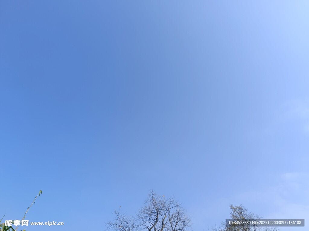 晴朗蓝天与树梢景象