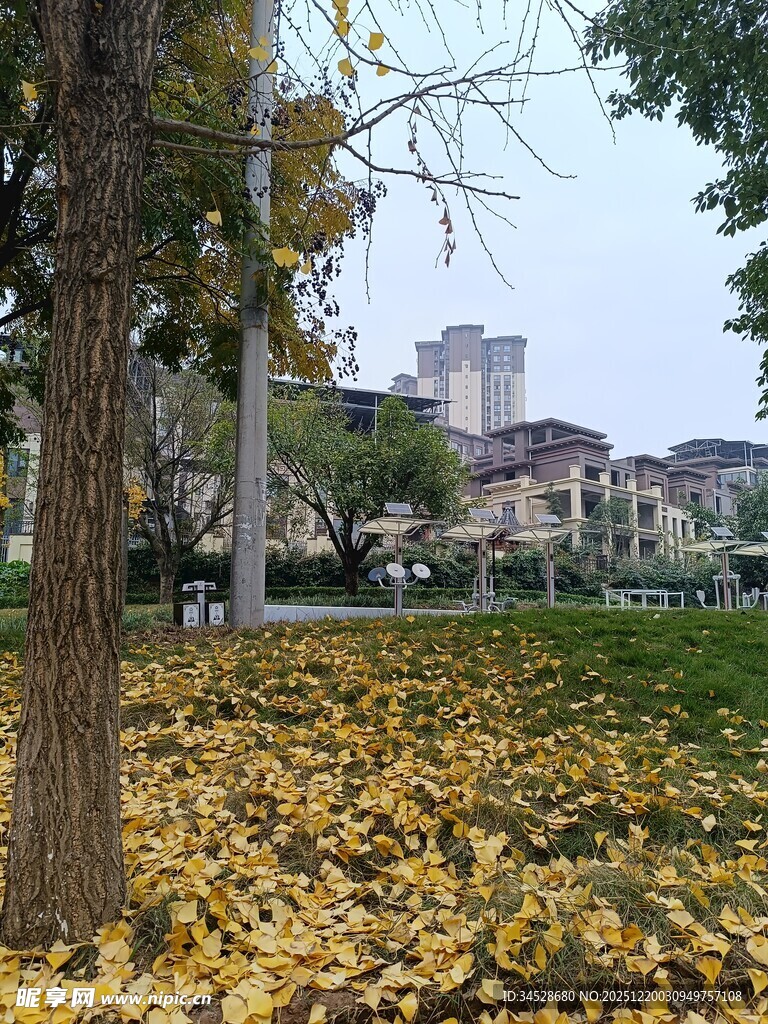 秋日公园落叶美景