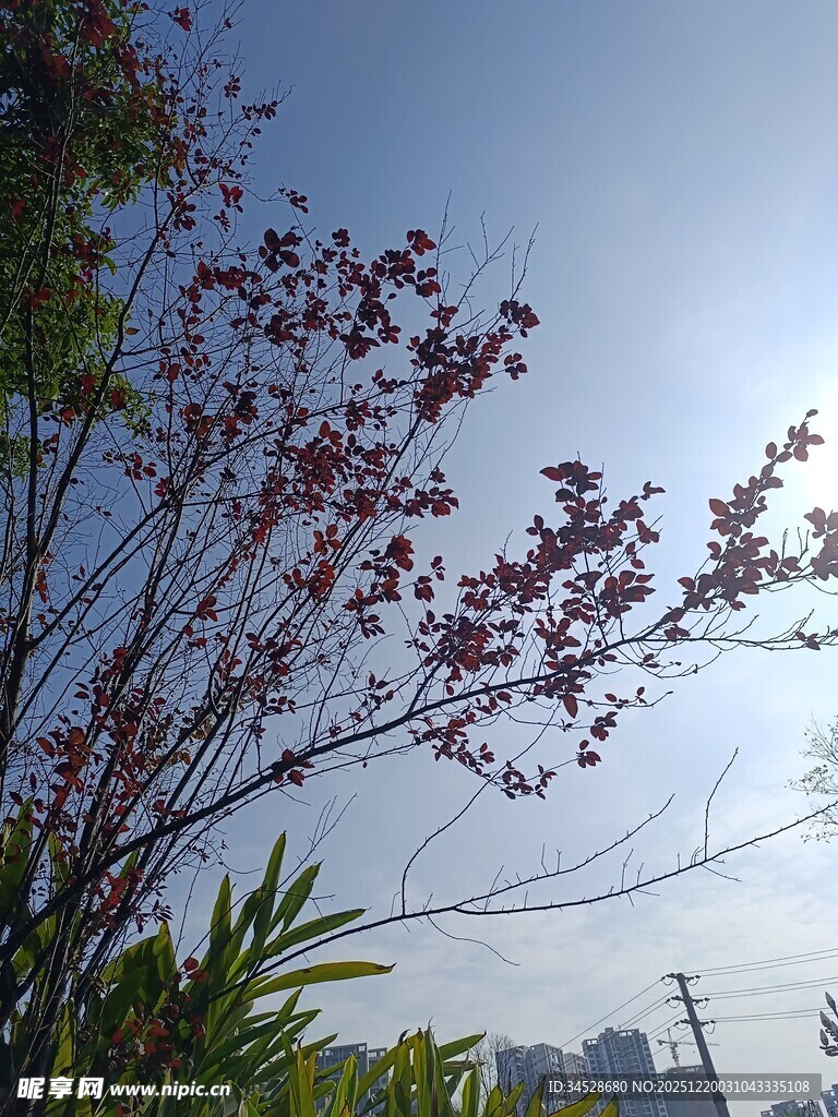 阳光下的繁花绿树