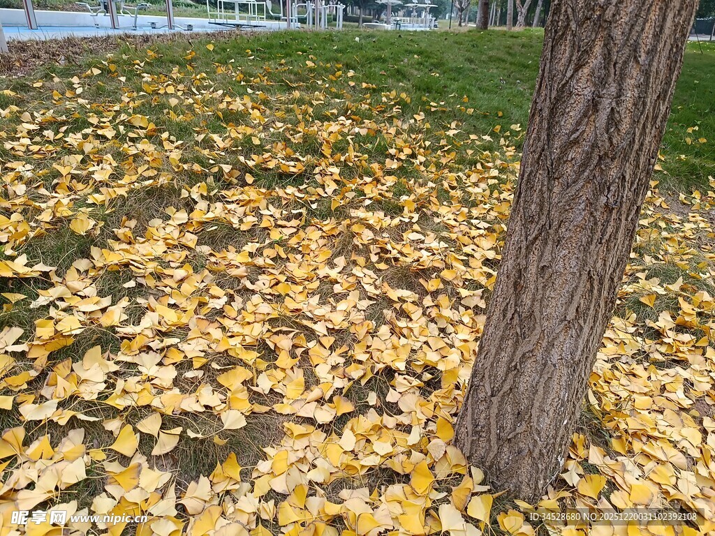 树下金黄落叶秋景图