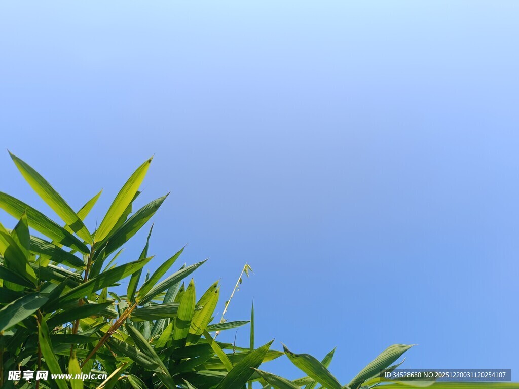 蓝天映衬下的翠绿竹叶