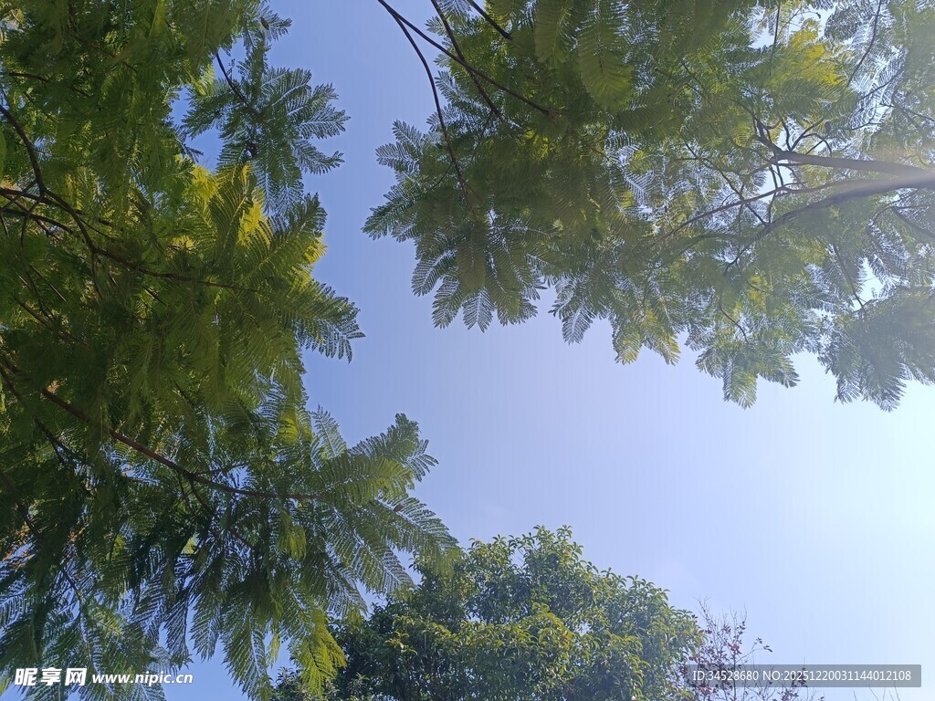 仰视葱郁树冠蓝天美景