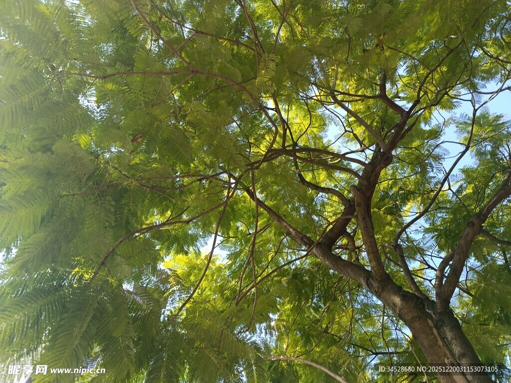 仰视葱郁繁茂的树冠