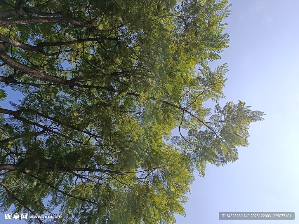 仰视翠绿繁茂的树冠