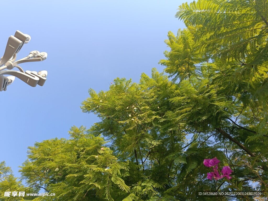 蓝天绿树间的别致灯具