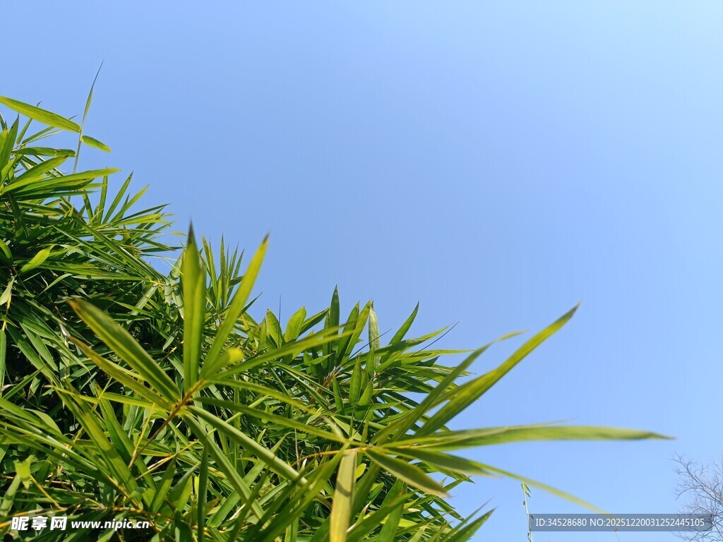 蓝天映衬下的翠绿竹叶