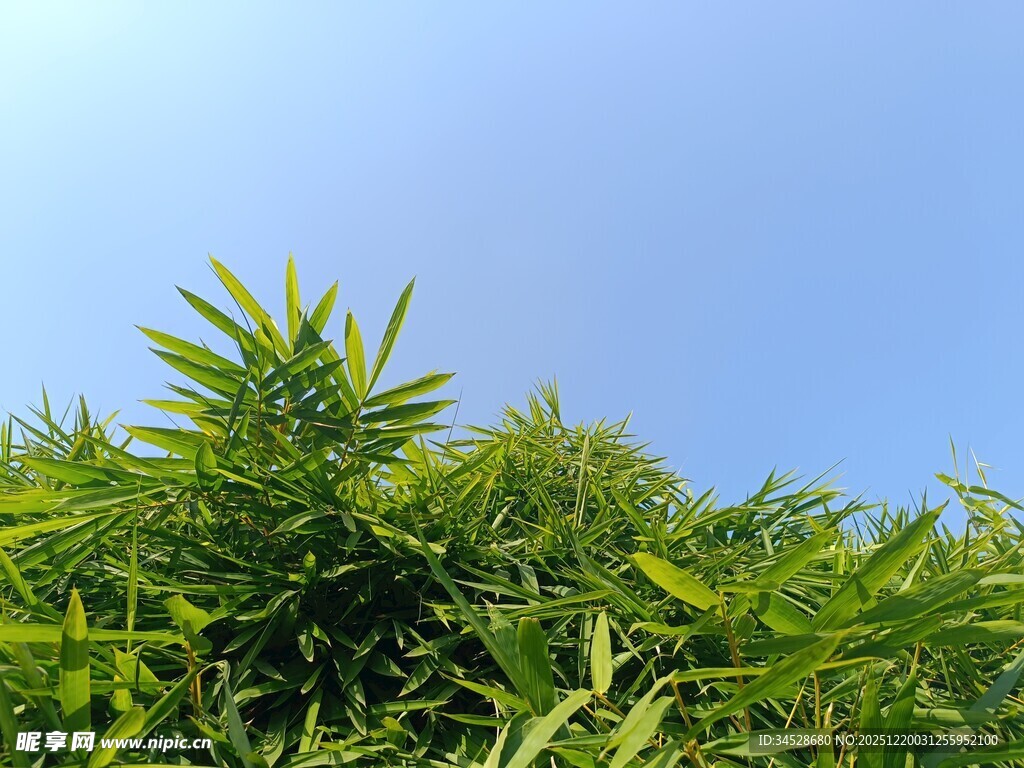 翠绿竹林与蓝天相映成趣