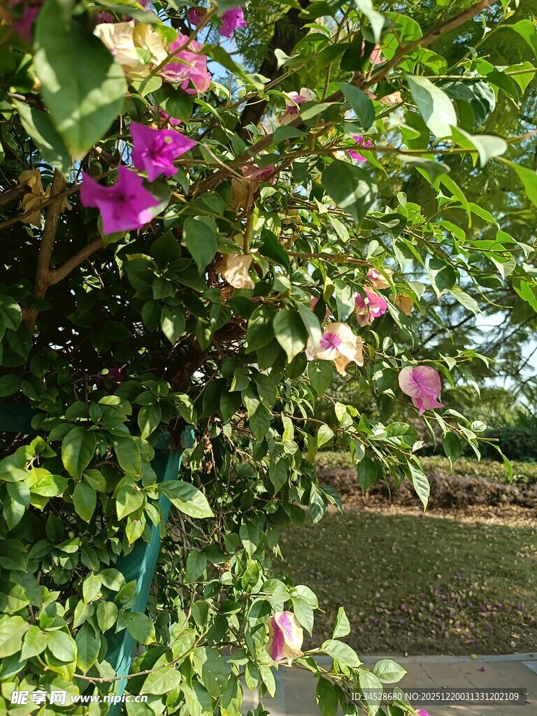 繁花绿叶装点的美丽景致