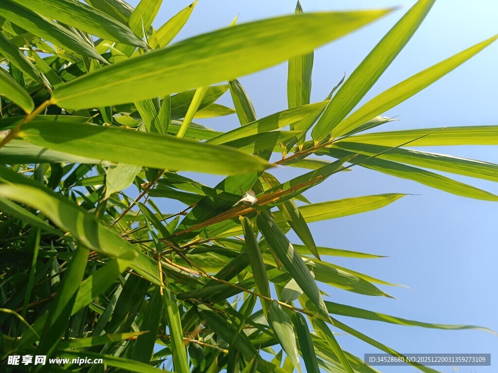 翠绿竹叶映蓝天
