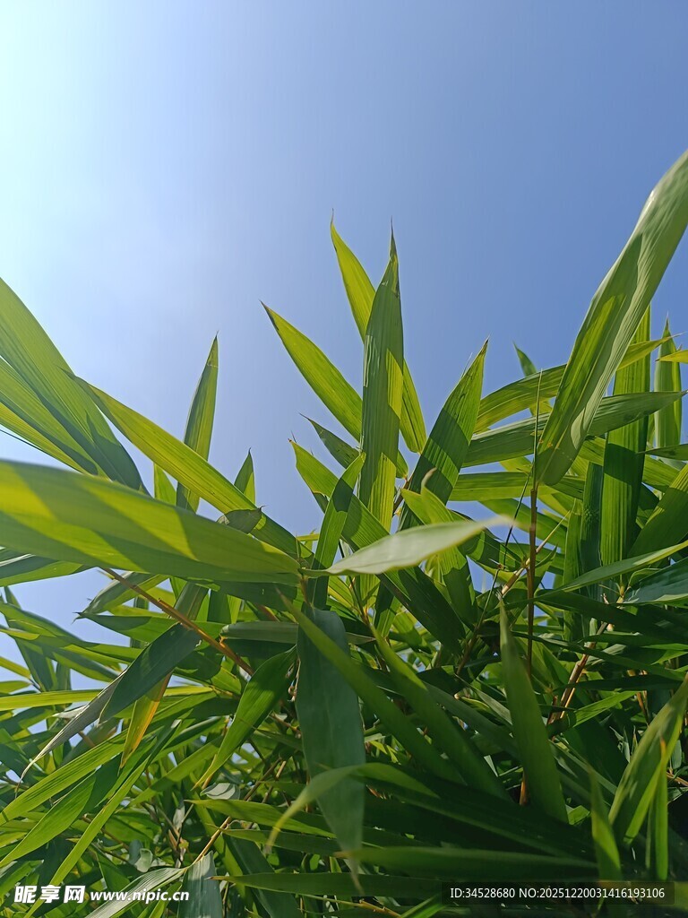 翠绿竹叶映蓝天
