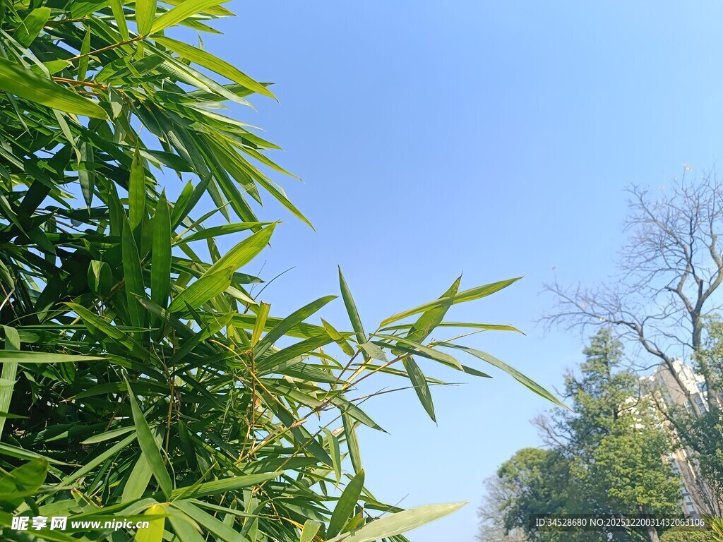 蓝天翠竹景致