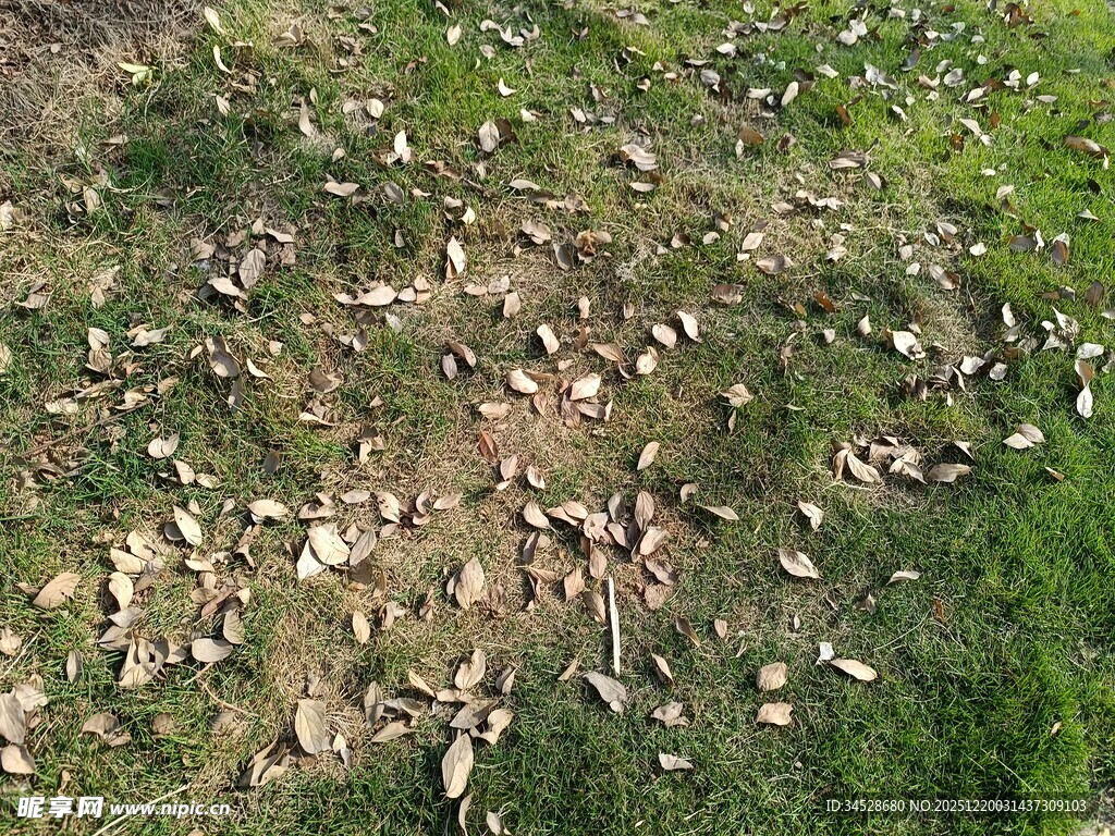 空中俯瞰草原上的羊群