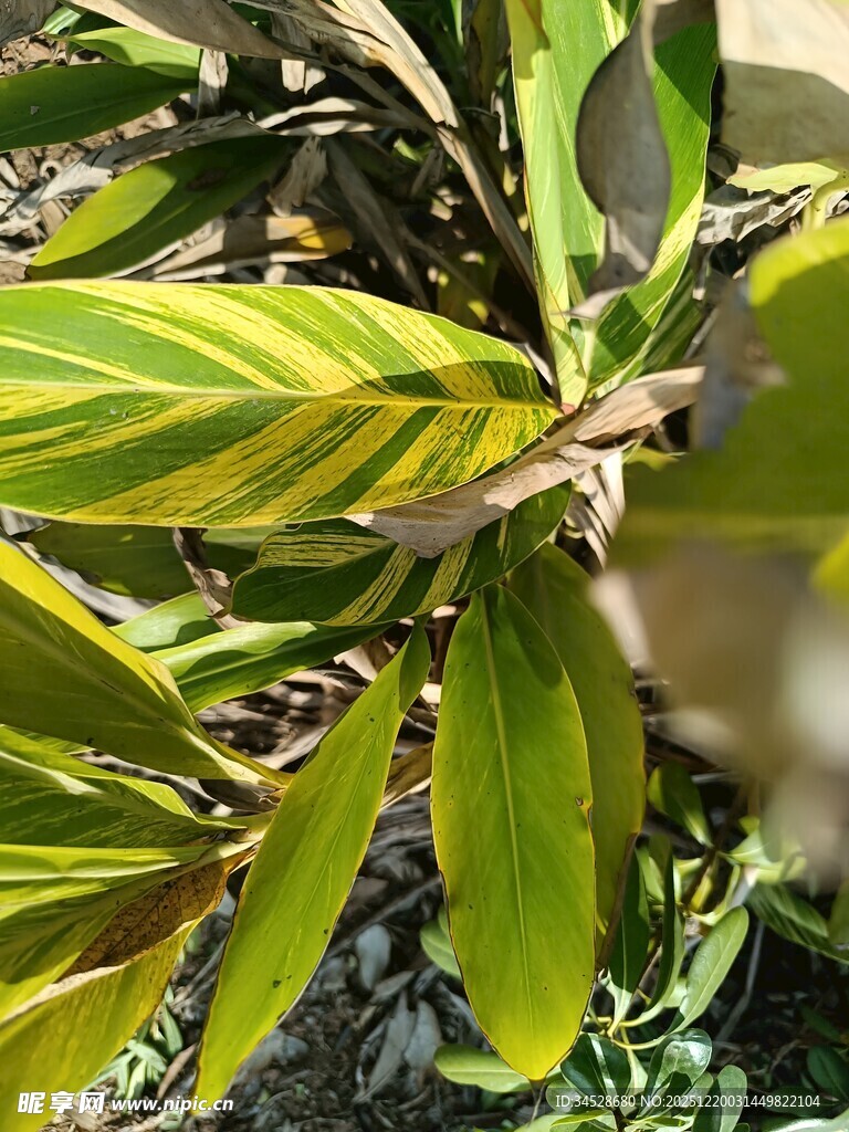 黄绿相间的植物叶片