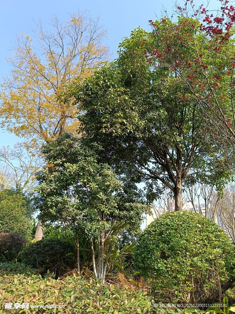 秋日园林绿树灌木丛景