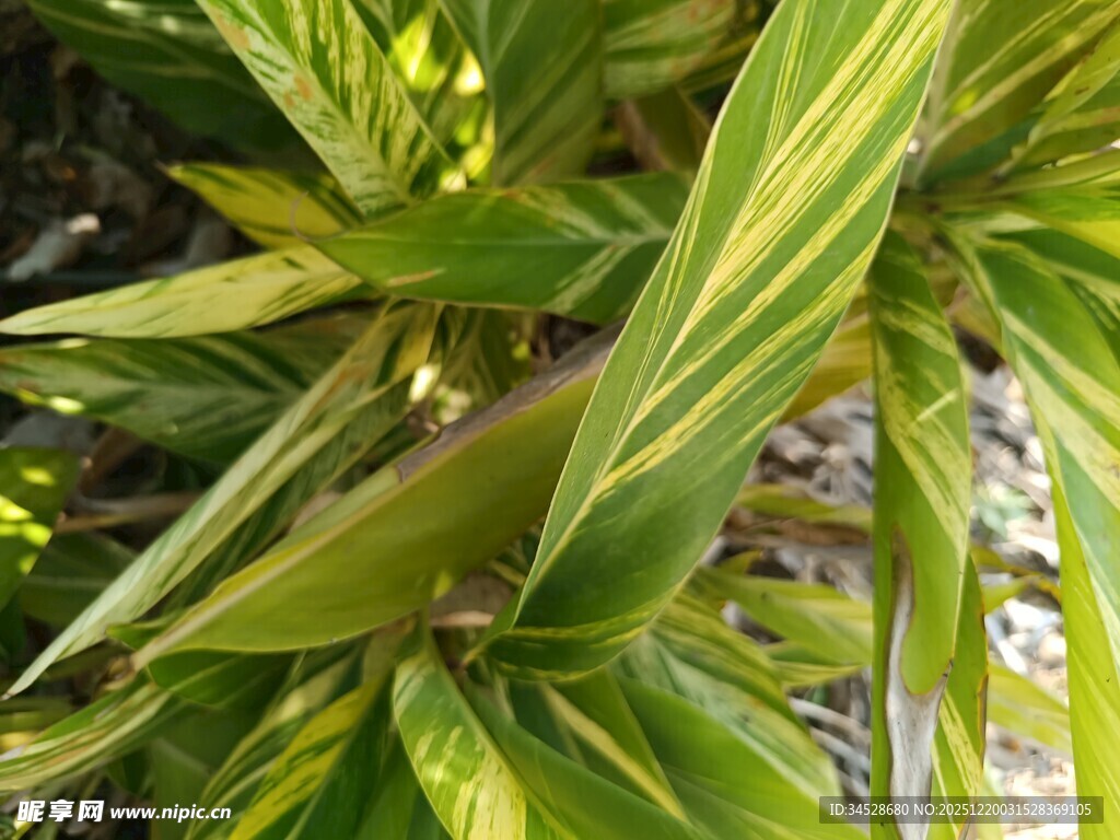 黄绿相间的斑斓叶片