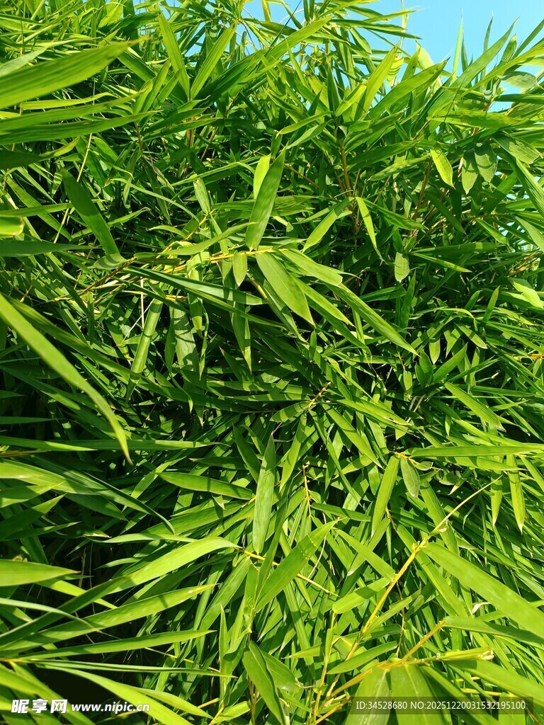 翠绿繁茂的竹叶景观