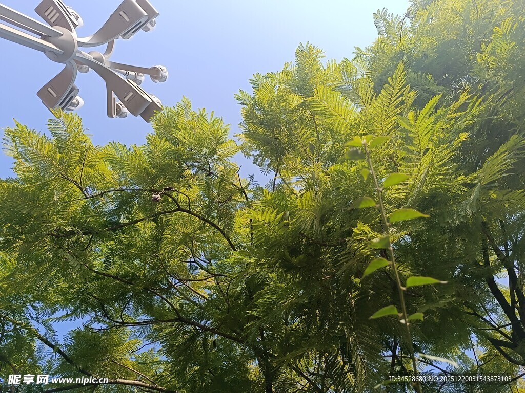 阳光下的绿树与风车