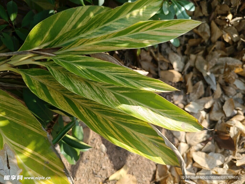 翠绿斑斓叶片特写