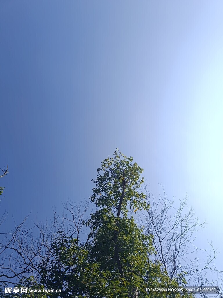 仰望蓝天与葱郁树梢