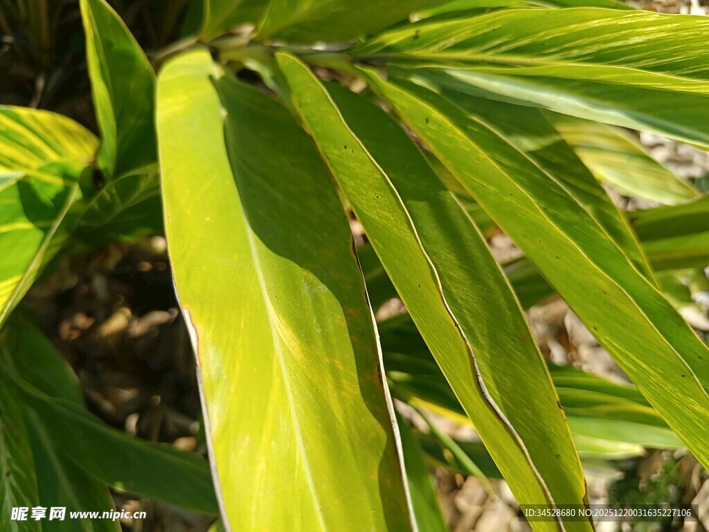 翠绿舒展的植物叶片