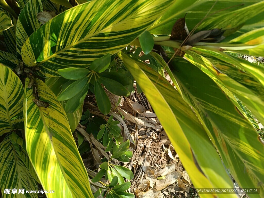 黄绿相间的斑斓植物叶片