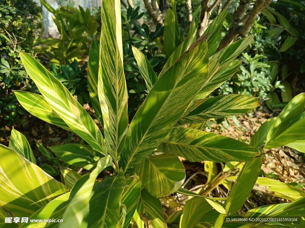 翠绿蓬勃的植物叶片