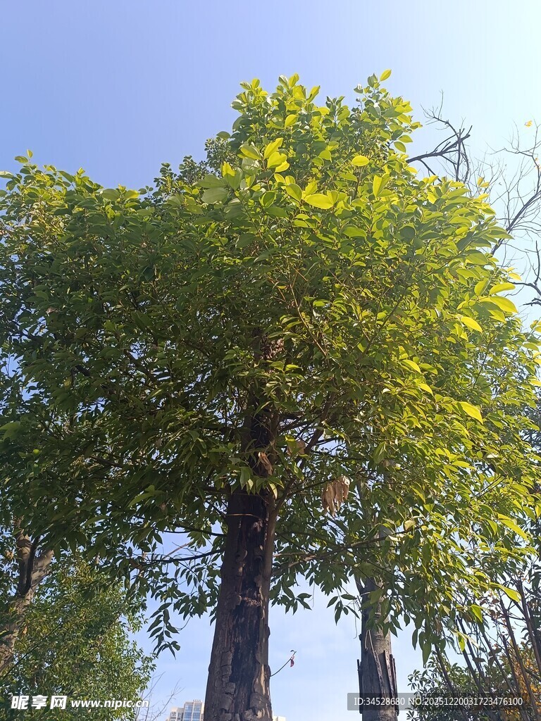 高大葱郁的绿树