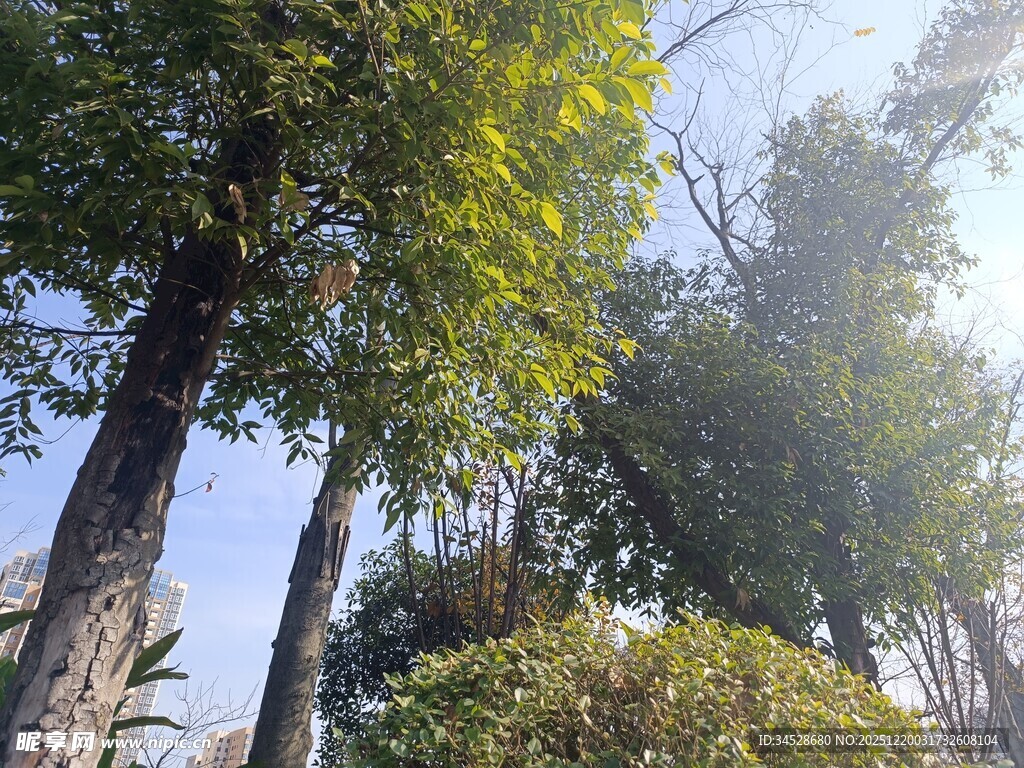 阳光洒落林间绿意景致