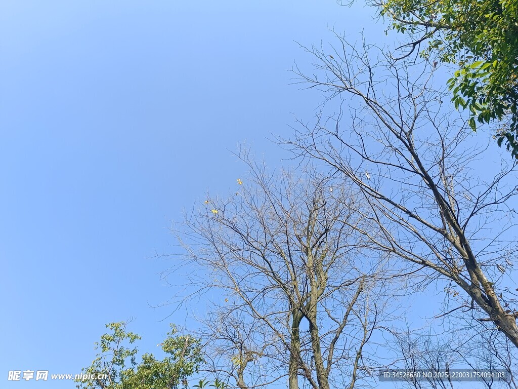 蓝天映衬下的枯树与绿树