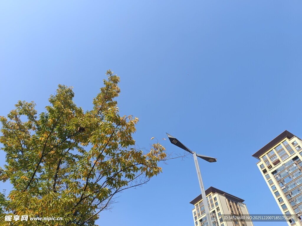 蓝天绿树旁的高楼景象