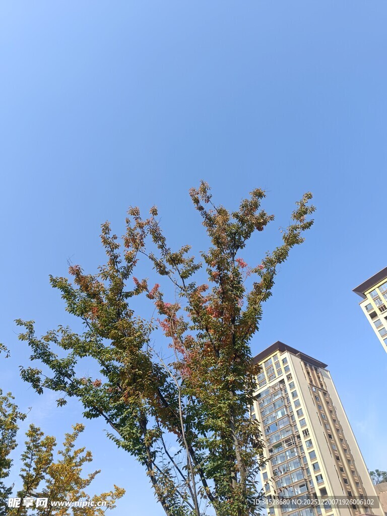 蓝天映衬下的树木与高楼