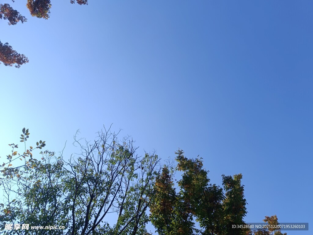 蓝天映衬下的树木