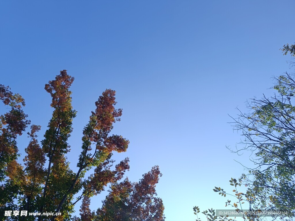 蓝天映衬下的多彩树木