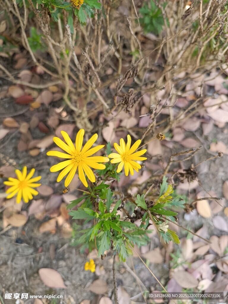 地面绽放的黄色小花