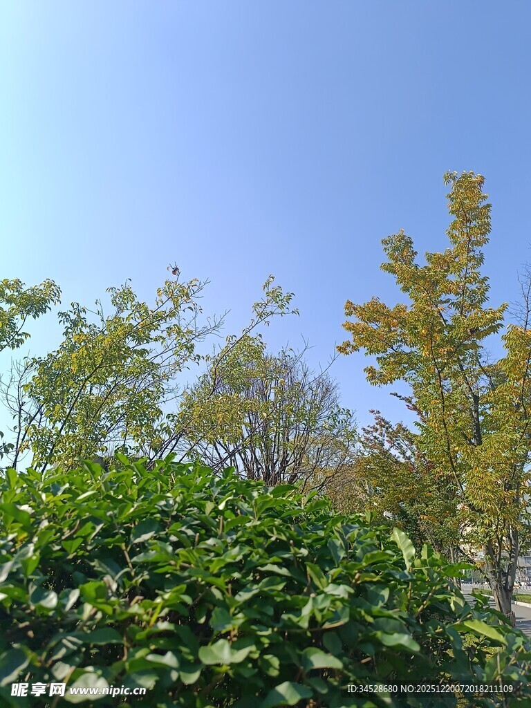 秋日绿植与蓝天景致