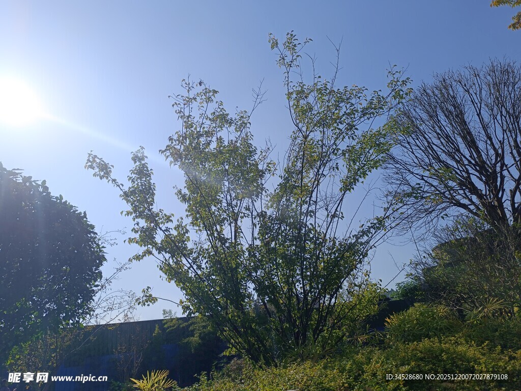 阳光下的绿树与蓝天
