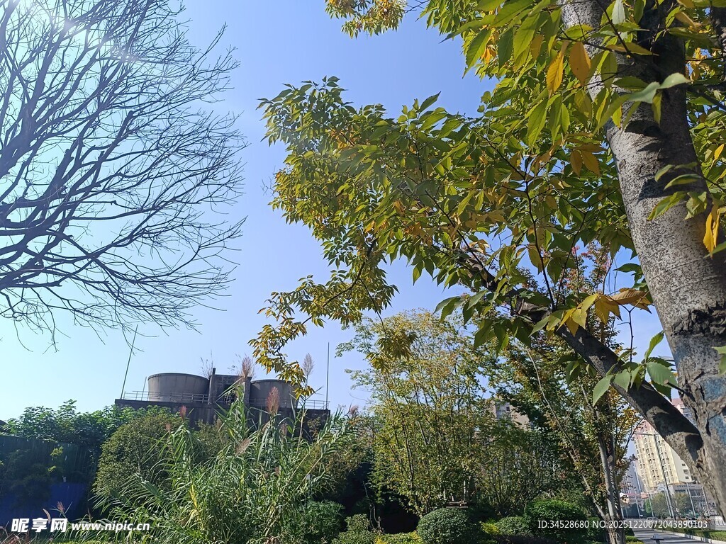 秋日户外树木与蓝天景致