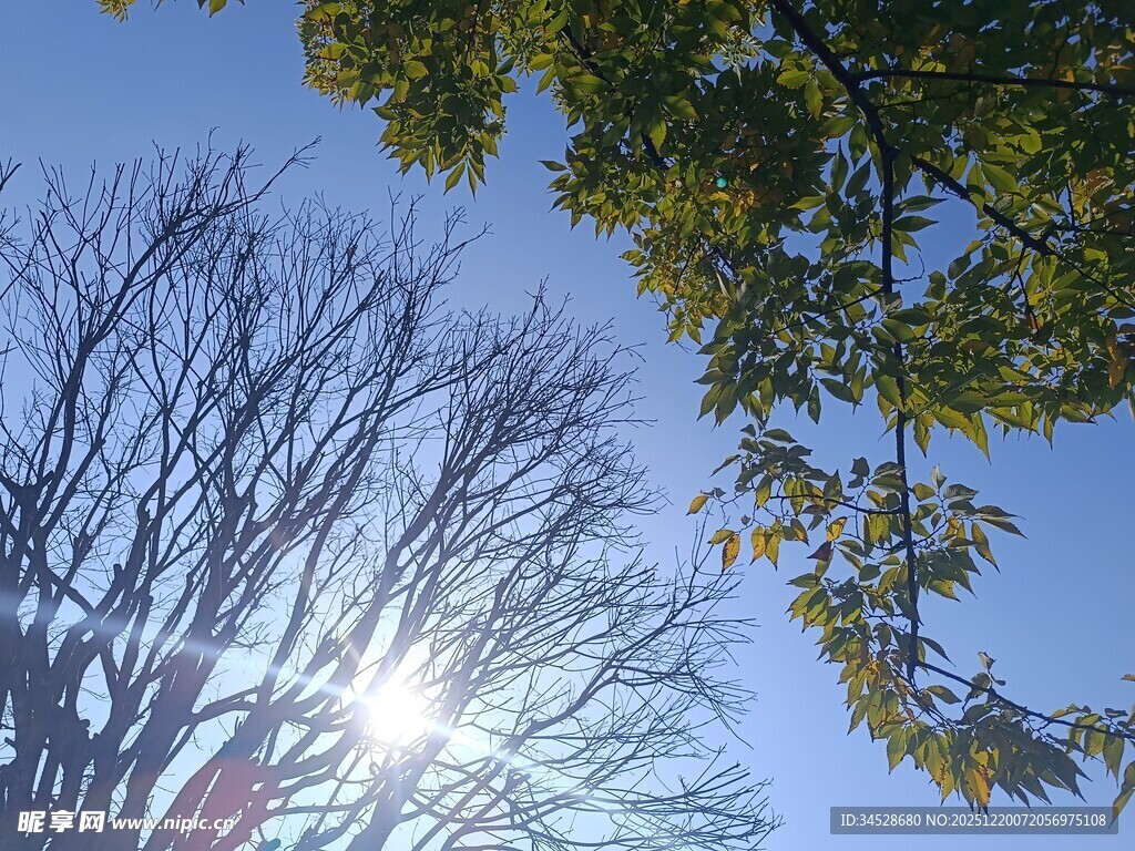 阳光下的树木与蓝天