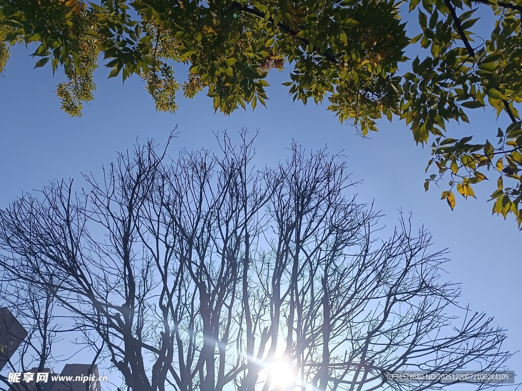 阳光下的光秃树木景观