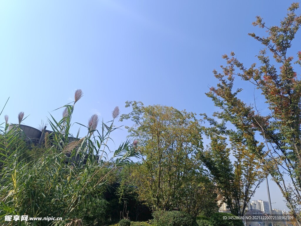 户外绿植蓝天景致